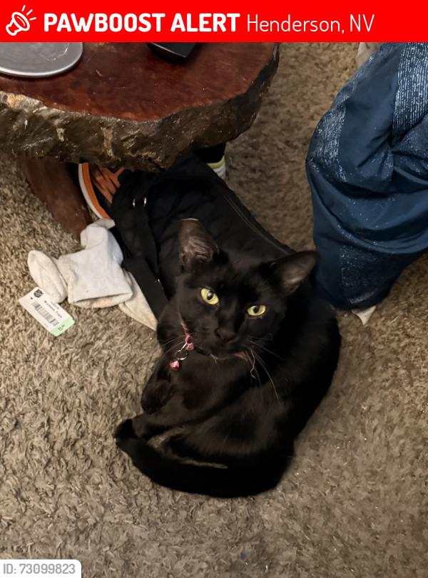 Lost Female Cat last seen Vance ct, Henderson, NV 89074