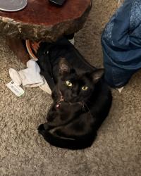 Lost Female Cat last seen Vance ct, Henderson, NV 89074