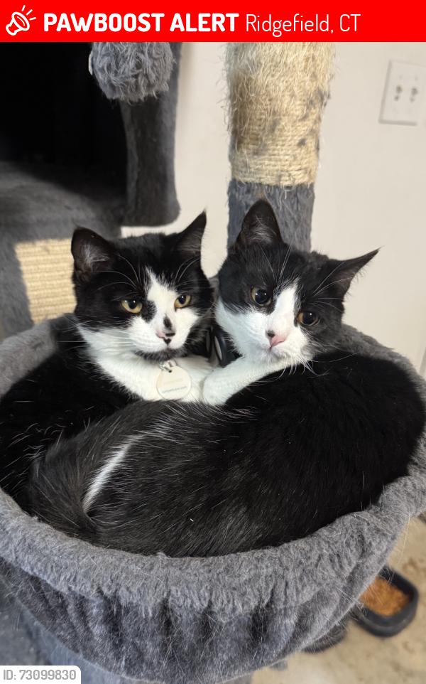 Lost Female Cat last seen South ridgefield, Ridgefield, CT 06877