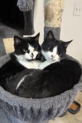 Lost Female Cat last seen South ridgefield, Ridgefield, CT 06877