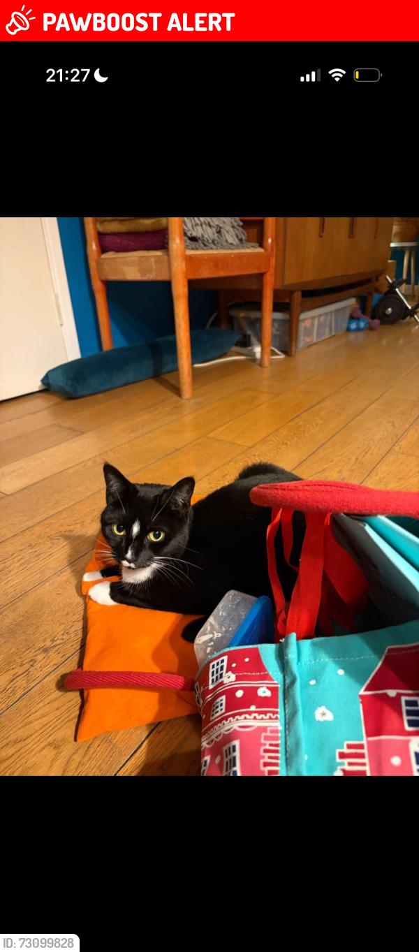 Lost Female Cat last seen Around Denmark Hill area / Fox on the Hill , Greater London, England SE5 8BA