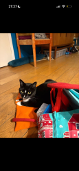 Lost Female Cat last seen Around Denmark Hill area / Fox on the Hill , Greater London, England SE5 8BA