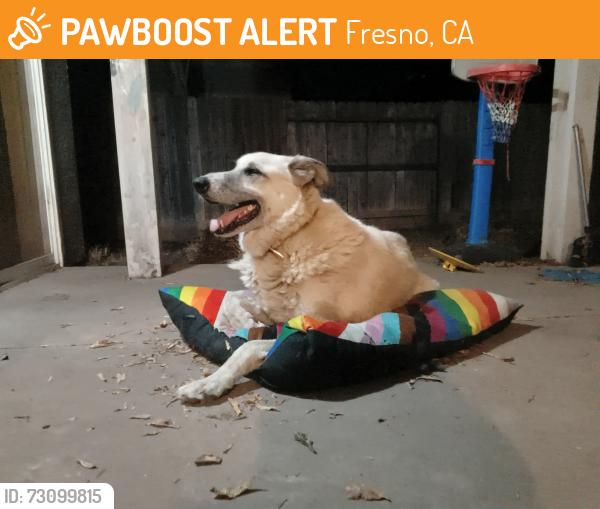 Found/Stray Unknown Dog last seen Nees and Chestnut, Fresno, CA 93720