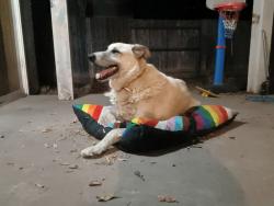 Found/Stray Unknown Dog last seen Nees and Chestnut, Fresno, CA 93720