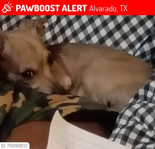 Lost Male Dog last seen circle dr., Alvarado, TX 76009