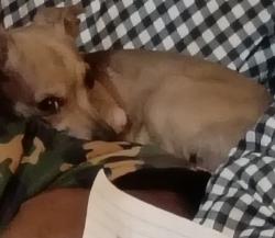 Lost Male Dog last seen circle dr., Alvarado, TX 76009