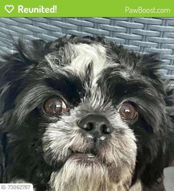 Reunited Male Dog last seen Russell and Stonecreek , Elgin, IL 60124