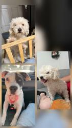 Reunited Male Dog last seen Mary Henley Park, Hemet, CA 92545