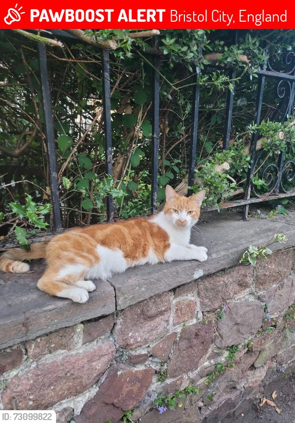 Lost Male Cat last seen Whiteladies Road, Bristol City, England 