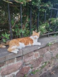 Lost Male Cat last seen Whiteladies Road, Bristol City, England 