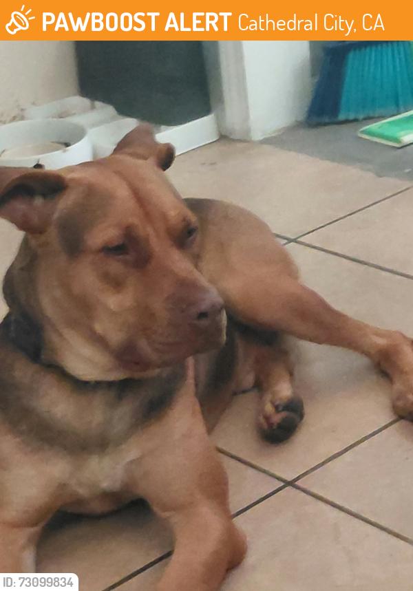Found/Stray Male Dog last seen Found by 111 & Date Palm, Cathedral City, CA 92234