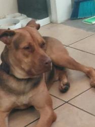 Found/Stray Male Dog last seen Found by 111 & Date Palm, Cathedral City, CA 92234