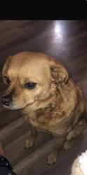 Lost Female Dog last seen Circle k on Valencia and swan, Tucson, AZ 85756