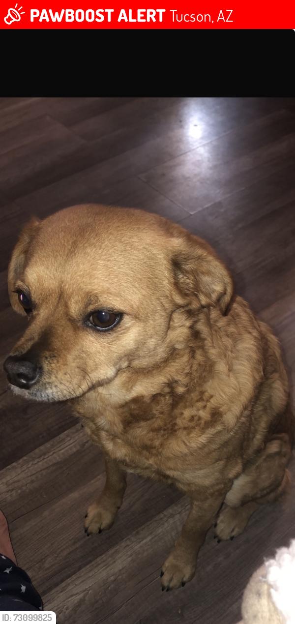 Lost Female Dog last seen Circle k on Valencia and swan, Tucson, AZ 85756