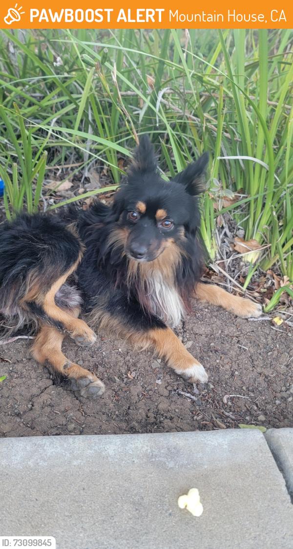 Found/Stray Male Dog last seen Great Valley Parkway, Mountain House, CA 94514