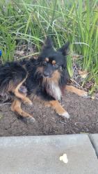 Found/Stray Male Dog last seen Great Valley Parkway, Mountain House, CA 94514
