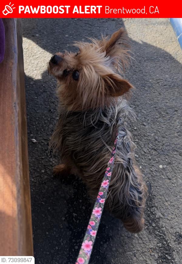 Lost Female Dog last seen Anderson & Lone tree, Brentwood, Brentwood, CA 94513