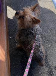 Lost Female Dog last seen Anderson & Lone tree, Brentwood, Brentwood, CA 94513