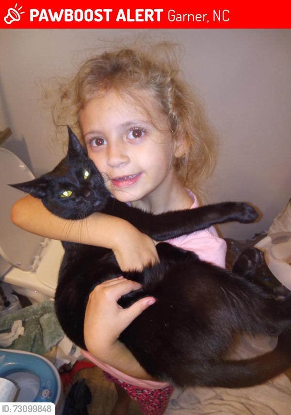 Lost Female Cat last seen elevate @ white oak apmts, Garner, NC 27529