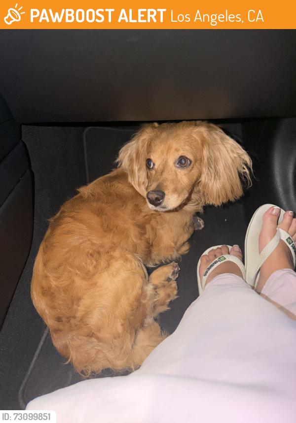 Found/Stray Male Dog last seen Tampa ave, Los Angeles, CA 91335
