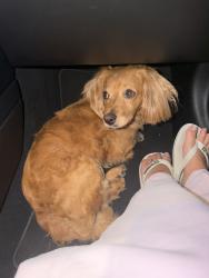 Found/Stray Male Dog last seen Tampa ave, Los Angeles, CA 91335
