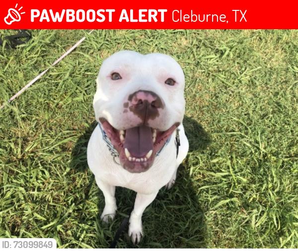 Lost Male Dog last seen Marengo St and Granbury St, Cleburne, TX 76033