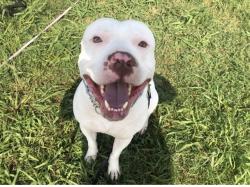 Lost Male Dog last seen Marengo St and Granbury St, Cleburne, TX 76033