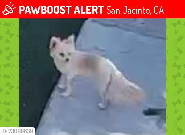 Lost Female Dog last seen Main st., San Jacinto, CA 92583