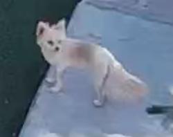 Lost Female Dog last seen Main st., San Jacinto, CA 92583