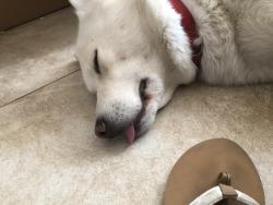 Reunited Male Dog last seen Duncan Rd and Smith, Phelan, CA 92371