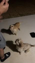 Reunited Female Dog last seen Gamefish run, Elmendorf, TX 78112