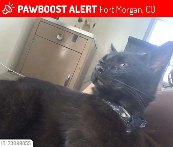 Lost Male Cat last seen Cove street, Fort Morgan, CO 80701
