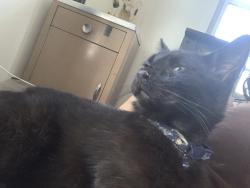 Lost Male Cat last seen Cove street, Fort Morgan, CO 80701