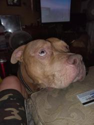 Lost Male Dog last seen Slate road and mallard citcle, Conley, GA 30288