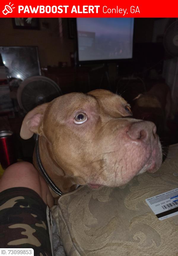 Lost Male Dog last seen Slate road and mallard citcle, Conley, GA 30288