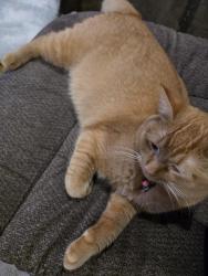 Lost Female Cat last seen Able St, Blaine, MN 55434