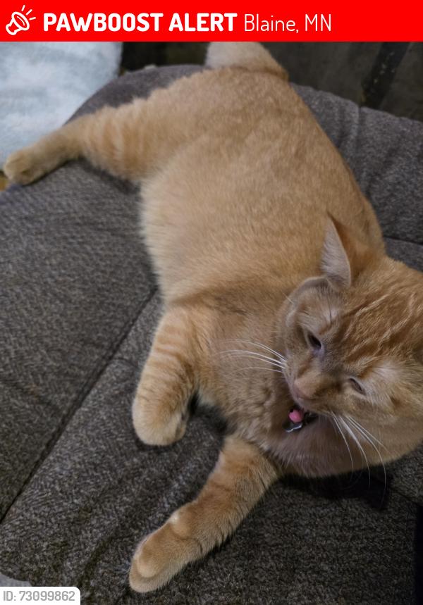 Lost Female Cat last seen Able St, Blaine, MN 55434