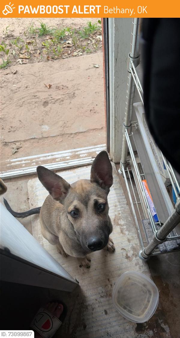 Found/Stray Unknown Dog last seen 30th College and NW 30th St, Bethany, OK 73008