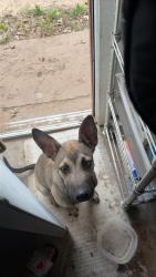 Found/Stray Unknown Dog last seen 30th College and NW 30th St, Bethany, OK 73008