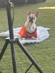Reunited Female Dog last seen Morningside St, San Diego, CA 92139, EE. UU., San Diego, CA 92139