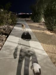 Found/Stray Unknown Dog last seen Inspirada, Henderson, NV 89044