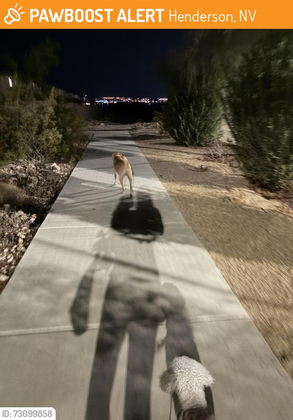 Found/Stray Unknown Dog last seen Inspirada, Henderson, NV 89044