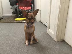 Lost Female Dog last seen E Lamona Ave & N Sandau Ave, Fresno, CA 93727