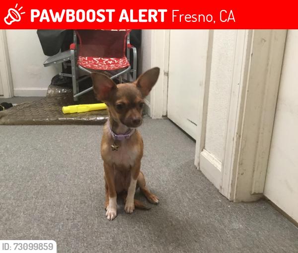 Lost Female Dog last seen E Lamona Ave & N Sandau Ave, Fresno, CA 93727