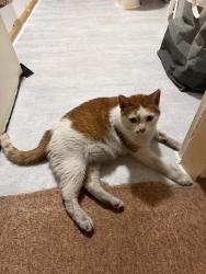 Reunited Male Cat last seen en5 4bw, Greater London, England EN5 4BW