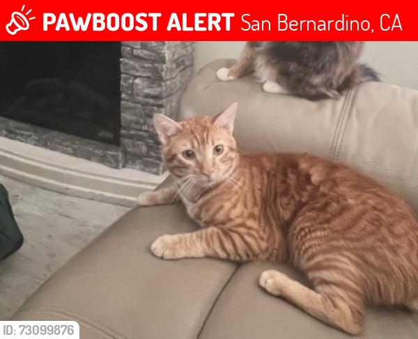 Lost Male Cat last seen Alexander Ave & Lincoln, San Bernardino, CA 92401