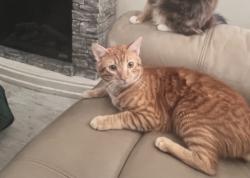 Lost Male Cat last seen Alexander Ave & Lincoln, San Bernardino, CA 92401