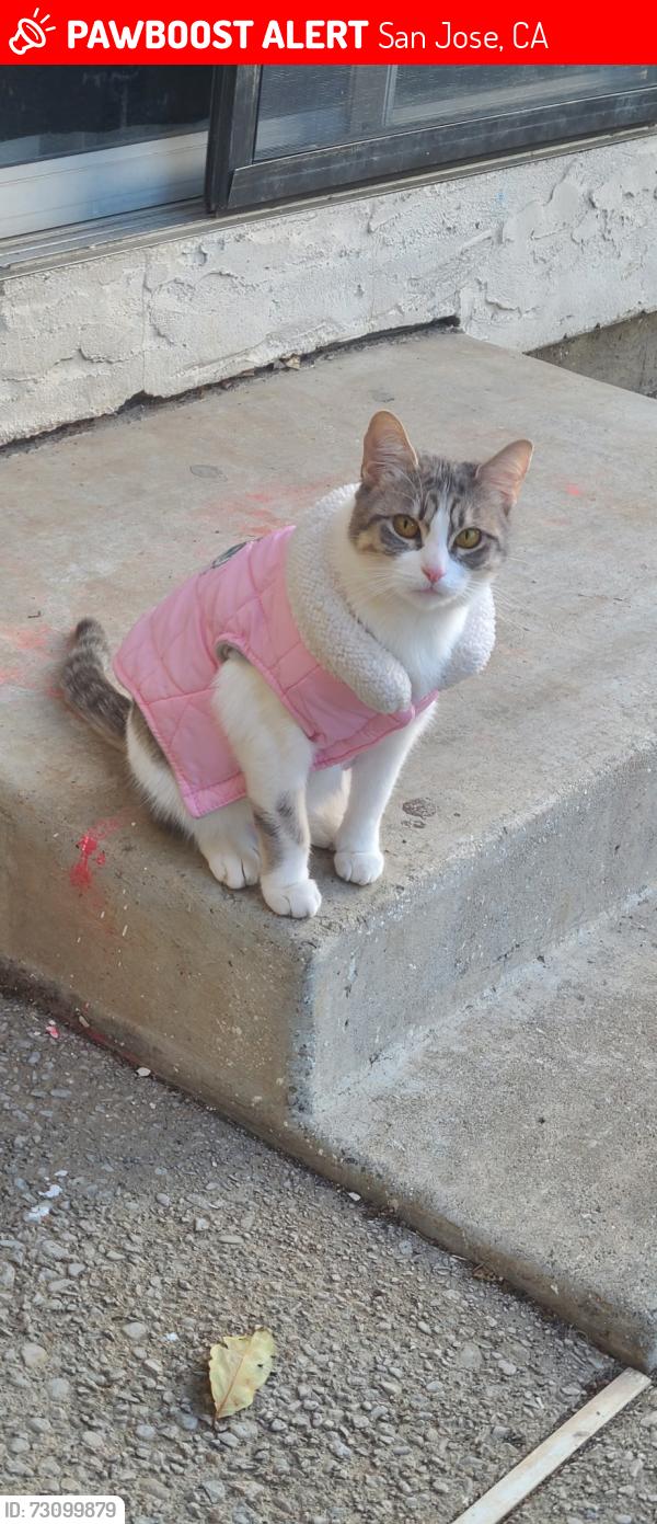 Lost Female Cat last seen branham high schoo, San Jose, CA 95118