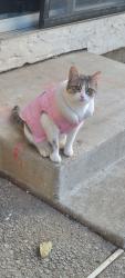 Lost Female Cat last seen branham high schoo, San Jose, CA 95118