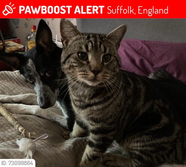 Lost Male Cat last seen Reynolds road , Suffolk, England 
